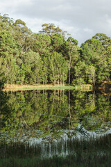 Reflections of a forest over a lake