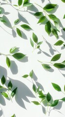 Green leaves on white background with shadows