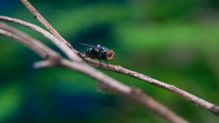 A photo of an Oriental Latrine Fly.