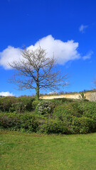 A colourful rural view of trees and bushes in a scenic landscape