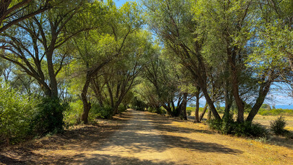 The path between the big willow trees and the mystical landscape