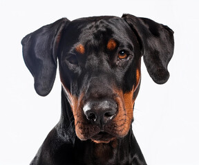 Fototapeta premium RITRATTO DI UN CANE IN STUDIO CON SFONDO BIANCO