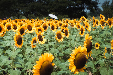 ひまわり畑と白い傘