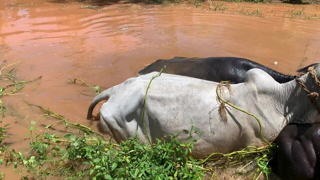 italian mediterranean buffalo and snicker cow in the river