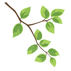 Fototapeta premium Branch with green leaves