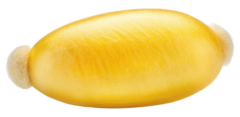 Silkworm Cocoon Isolated on Transparent Background