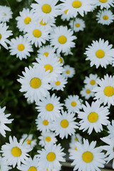 Fresh White Daisies with Yellow Centers in a Lush Flower Field
