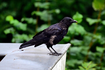 Carrion crow (Corvus corone) with single white feathers // Rabenkrähe mit einzelnen weißen Federn