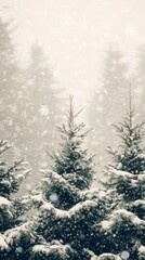 Fototapeta premium Snow-covered pine trees in a forest