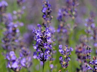 Obraz premium ラベンダーのクローズアップ