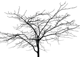 Obraz premium Silhouette of bare tree with branches isolated on white. Vector illustration 