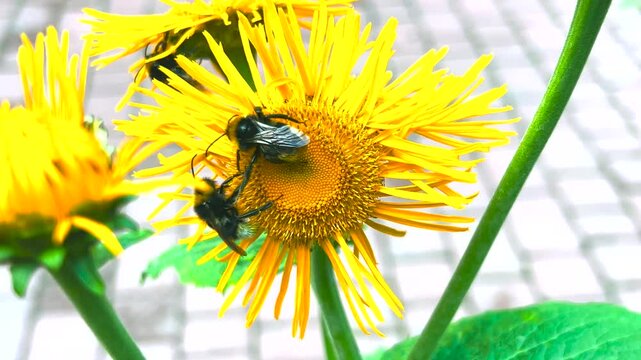 Bees pollinate the flowers of Inula magnifica.