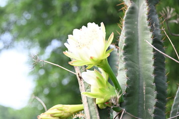 White cactus flower in desert. This is a desert plant. Along with the thorn, its beautiful flowers also bloom. It is a native plant of America and grows in desert and drought area with hot and sunny.