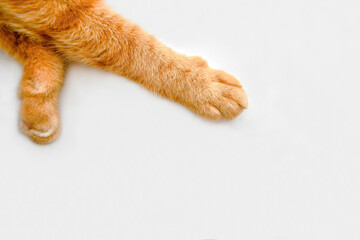 Ginger cat paw on the table. Happy tabby cat relaxing at home.