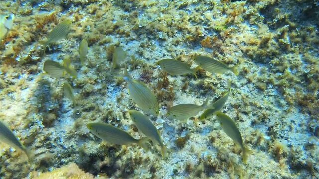 shoal of Sarpa salpa in mallorca
