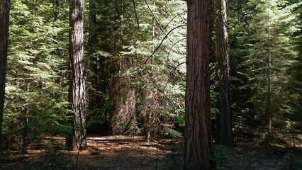 Forest of Redwood Trees in Yosemite National Park in California Photo