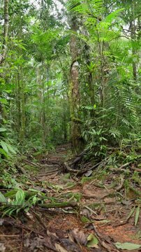 Sendero en medio del bosque tropical rodeado de mucha vegetaci&oacute;n