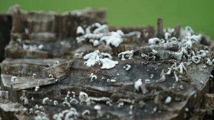 a white mold that grows on dead logs