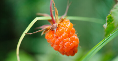 Wild raspberry in high altitude forest