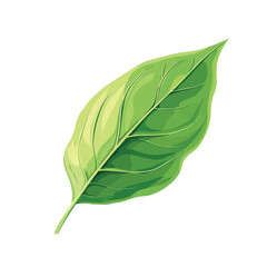 Obraz premium Vector illustration of a green leaf