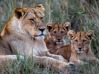 Naklejka premium Lioness resting in the tall grass with her cubs