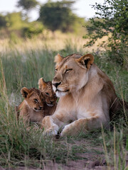 Naklejka premium Lioness resting in the tall grass with her cubs
