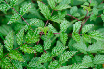 Wild raspberry plants in high altitude forest