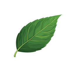Obraz premium Vector illustration of a green leaf