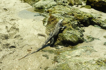 Iguana climbing