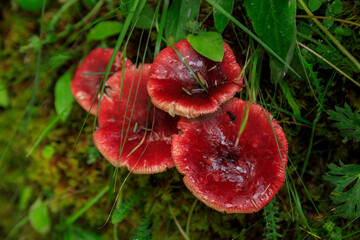 Red mushrooms grow in summer forest