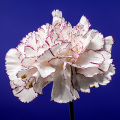 White carnation Pastel Damascus on a blue background