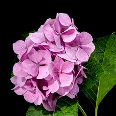 Pink hydrangea early rose on a black background