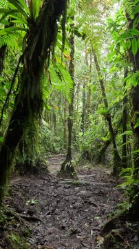 Sendero en medio del bosque tropical rodeado de mucha vegetaci&oacute;n
