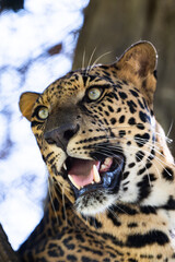 Ferocious leopard sitting in a tree 