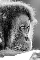 black and white portrait of an orangutan  © Nick