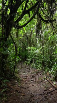 Sendero en medio del bosque tropical rodeado de mucha vegetaci&oacute;n