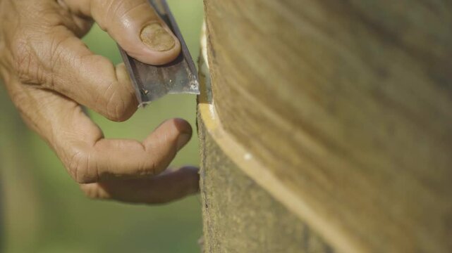 Close-Up of Farmer Tapping Rubber Tree to Extract Natural Latex in the Morning &ndash; Traditional Method in Sri Lanka