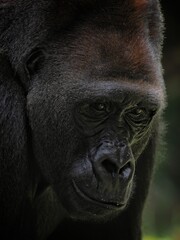 Fototapeta premium Gorilla (Troglodytes gorilla) sitting on the ground. Gorilla is herbivorous apes that inhabit the forests of central Sub-Saharan Africa