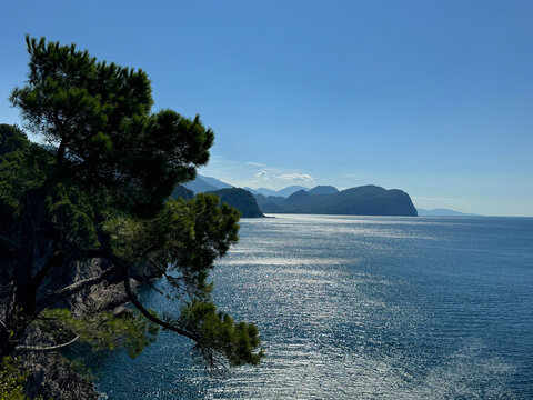 Beautiful sea bay blue shiny water and pine tree