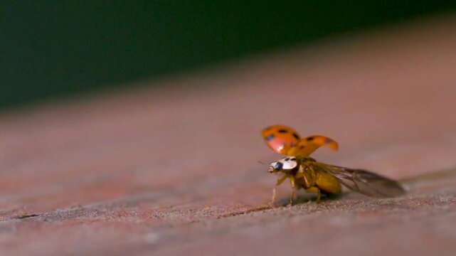 Footage shows a ladybird or a ladybug beetle in close up mode preparing to fly with its wings spread and then flying away in slow motion. Background is blurred cinematically with green and brown color