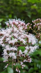 flores en la naturaleza 