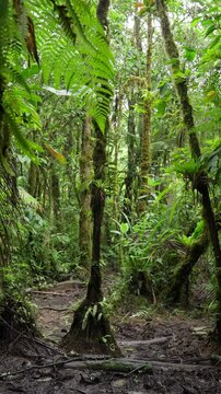 Sendero en medio del bosque tropical rodeado de mucha vegetaci&oacute;n