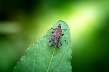 Haematopota sp. Horse Fly perched on green leaves