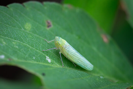 Leafhoppers perched on green leaves