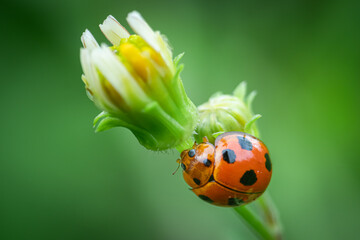 ladybird beetle Coelophora inaequalis walking on a daisy flower