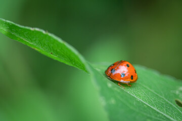 ladybird beetle Coelophora inaequalis walking on a daisy flower