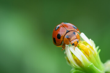 ladybird beetle Coelophora inaequalis walking on a daisy flower