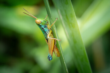 Caryanda spuria, short-horned grasshopper perched on green grass