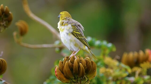 Cute yellow bird perching on African Tulip tree 