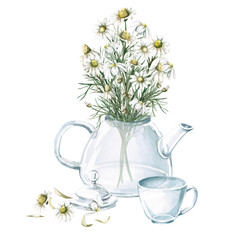 Composition of transparent teapot, lid and cup with bouquet of medicinal chamomile. Isolated watercolor illustration for design of tea shops, phytoblogs, pharmacies, packaging